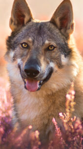 wolfdog